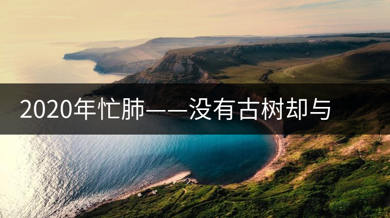 2020年忙肺——沒有古樹卻與冰島、昔歸齊名的普洱茶