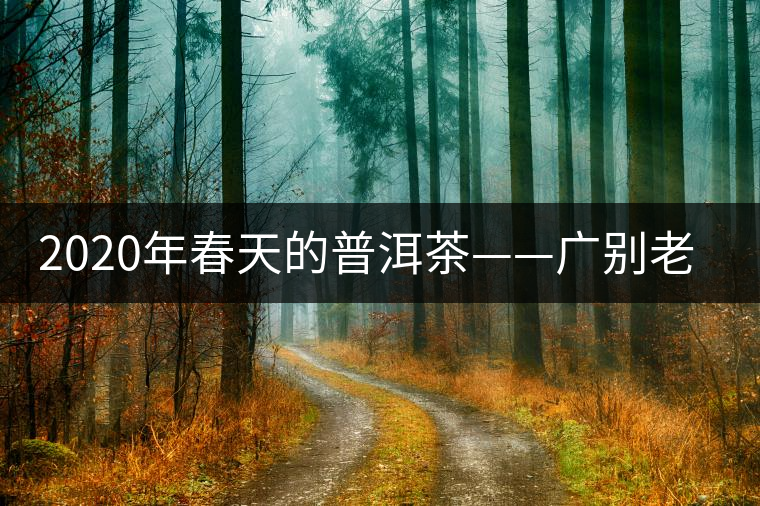 2020年春天的普洱茶——廣別老寨特點(diǎn)介紹