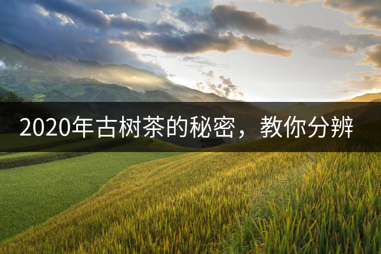 2020年古樹茶的秘密，教你分辨古樹茶