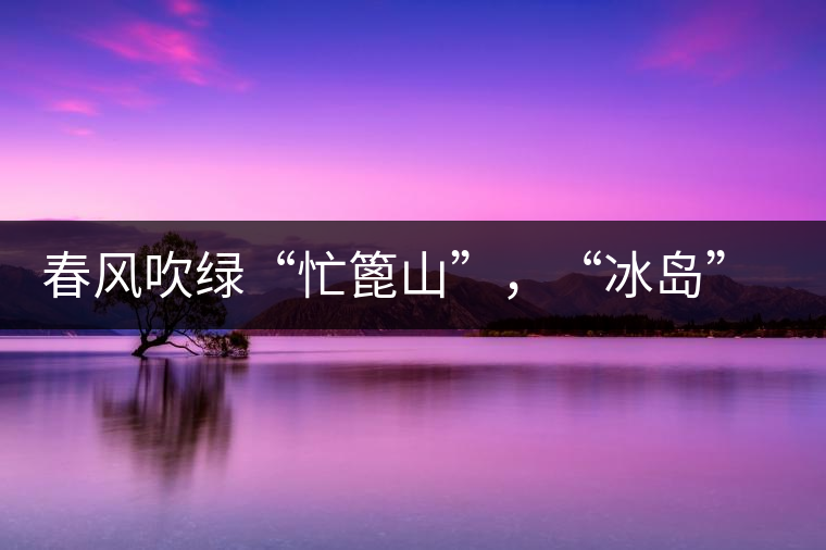 春風(fēng)吹綠“忙篦山”，“冰島”“老寨”春茶香