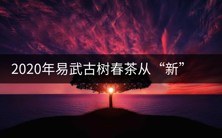 2020年易武古樹春茶從“新”到“老”，如何完成蛻變的？