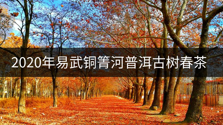 2020年易武銅箐河普洱古樹春茶價格 2020年易武銅箐河普洱古樹春茶價格