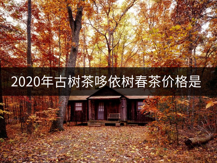 2020年古樹茶哆依樹春茶價(jià)格是多少？