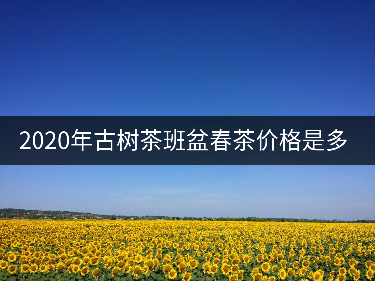 2020年古樹茶班盆春茶價(jià)格是多少？