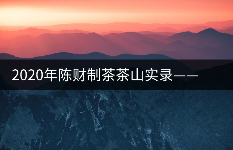 2020年陳財制茶茶山實(shí)錄——浴火重生的曼松貢茶