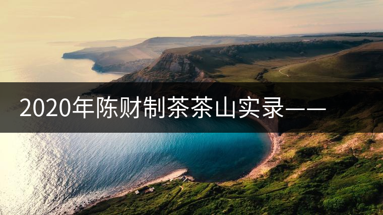 2020年陳財制茶茶山實(shí)錄——彎弓，易武古樹茶傳奇的起點(diǎn)