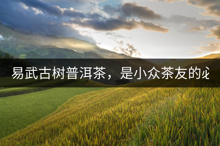 易武古樹普洱茶，是小眾茶友的必選？