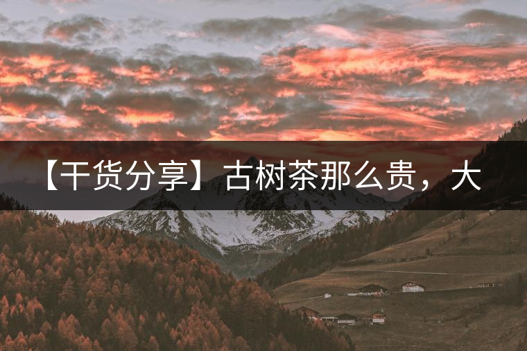 【干貨分享】古樹茶那么貴，大家為什么還在瘋狂追求？