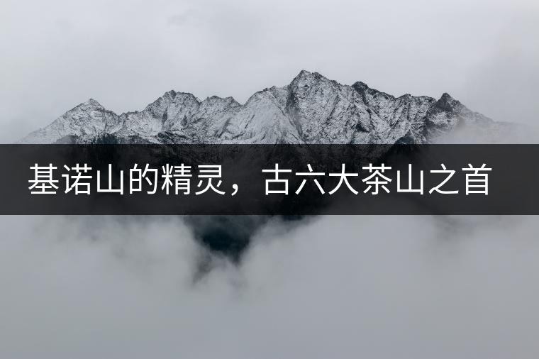 基諾山的精靈，古六大茶山之首武侯遺種攸樂古樹茶