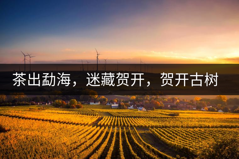 茶出勐海，迷藏賀開(kāi)，賀開(kāi)古樹(shù)普洱茶