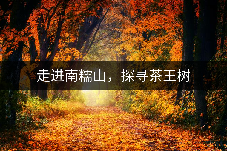 走進南糯山，探尋茶王樹