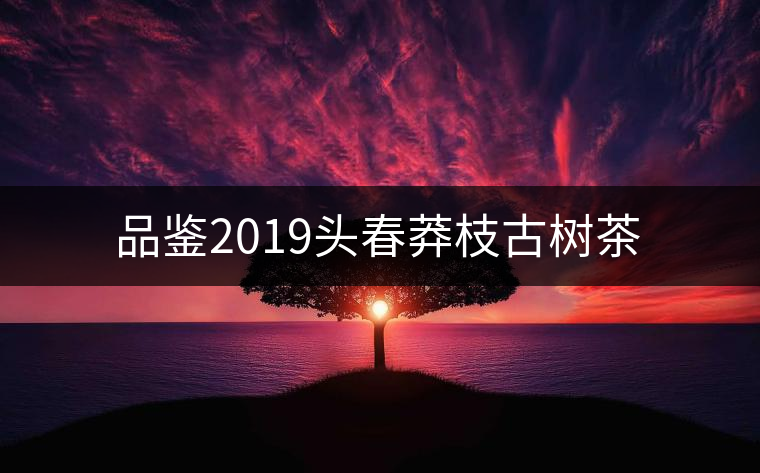品鑒2019頭春莽枝古樹(shù)茶 品鑒2019頭春莽枝古樹(shù)茶