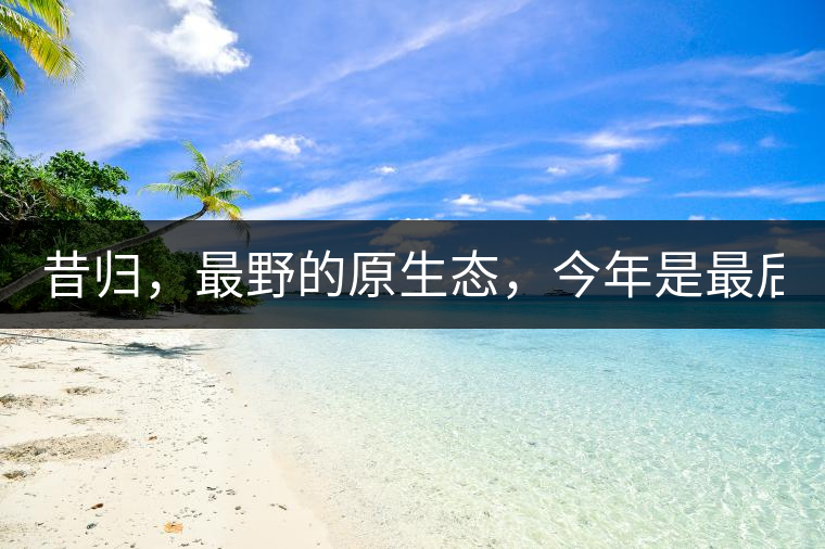 昔歸，最野的原生態(tài)，今年是最后一年了！