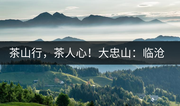 茶山行，茶人心！大忠山：臨滄之龍，雪山之熊