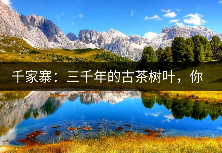 千家寨：三千年的古茶樹(shù)葉，你還有機(jī)會(huì)喝到嗎？