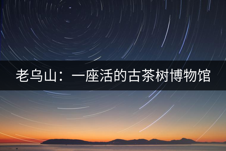 老烏山:一座活的古茶樹博物館 老烏山:一座活的古茶樹博物館