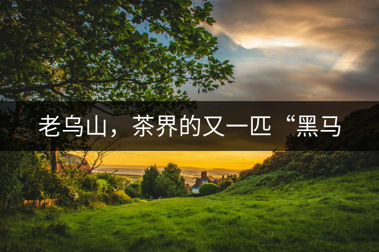 老烏山，茶界的又一匹“黑馬