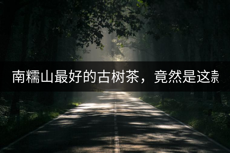 南糯山最好的古樹(shù)茶，竟然是這款！