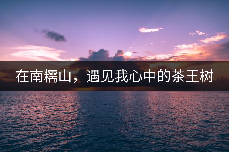 在南糯山，遇見我心中的茶王樹