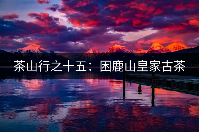 茶山行之十五：困鹿山皇家古茶