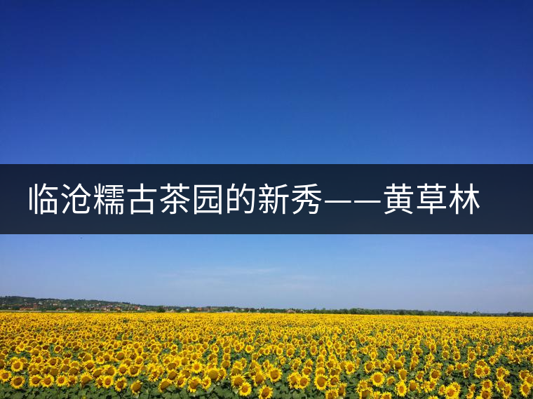 臨滄糯古茶園的新秀——黃草林古樹茶特點介紹