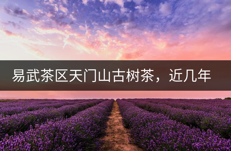 易武茶區(qū)天門山古樹茶，近幾年的熱門山頭