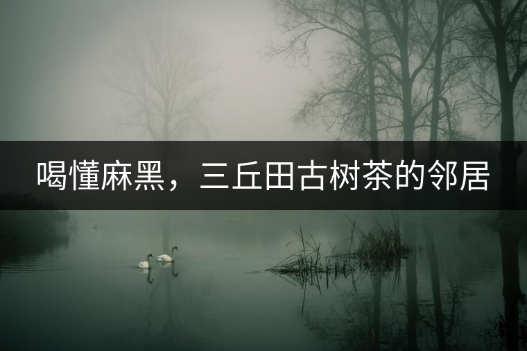 喝懂麻黑，三丘田古樹茶的鄰居