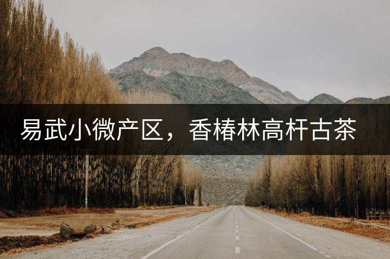 易武小微產(chǎn)區(qū)，香椿林高桿古茶園特點(diǎn)介紹