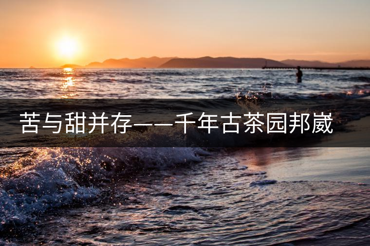 苦與甜并存——千年古茶園邦崴過渡型古茶樹 苦與甜并存——千年古茶園邦崴過渡型古茶樹