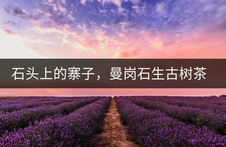 石頭上的寨子，曼崗石生古樹(shù)茶特點(diǎn)介紹