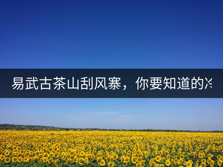 易武古茶山刮風(fēng)寨，你要知道的冷知識！