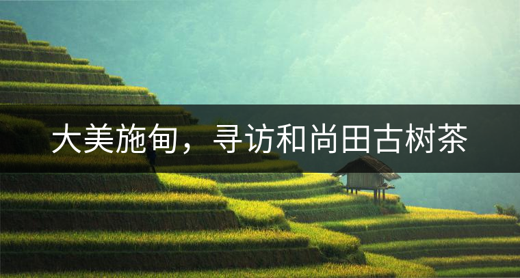 大美施甸，尋訪和尚田古樹茶