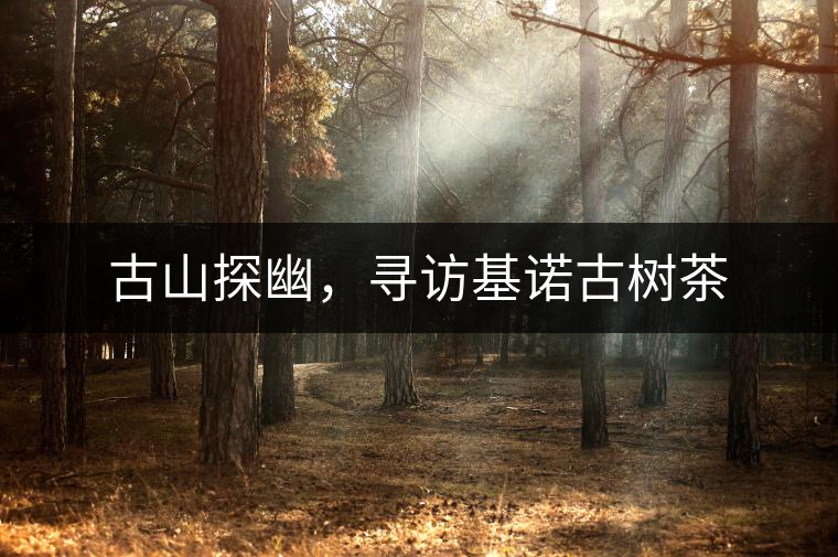 古山探幽，尋訪基諾古樹茶