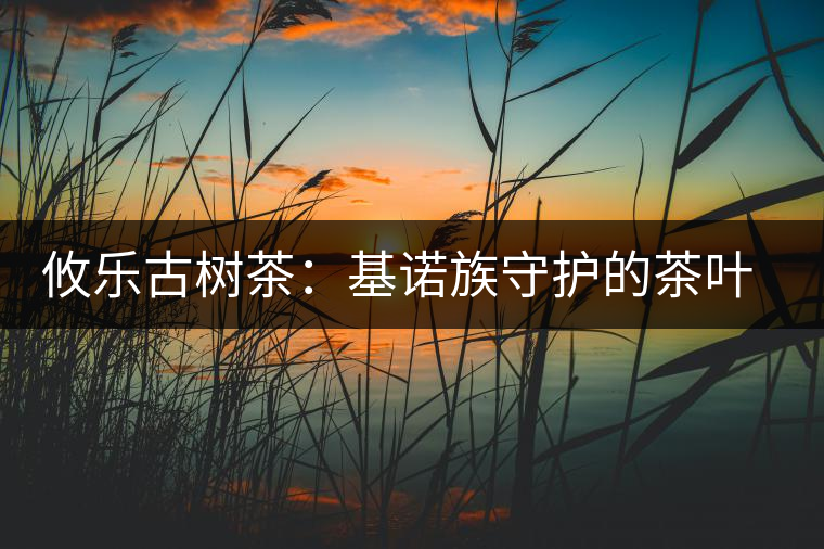 攸樂古樹茶：基諾族守護的茶葉森林