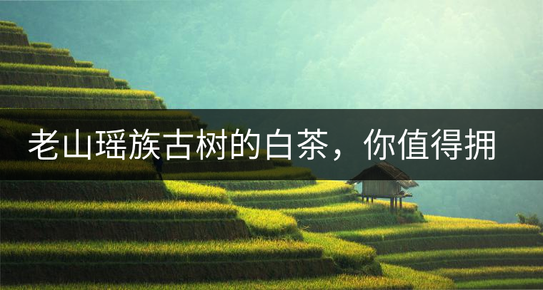老山瑤族古樹的白茶，你值得擁有