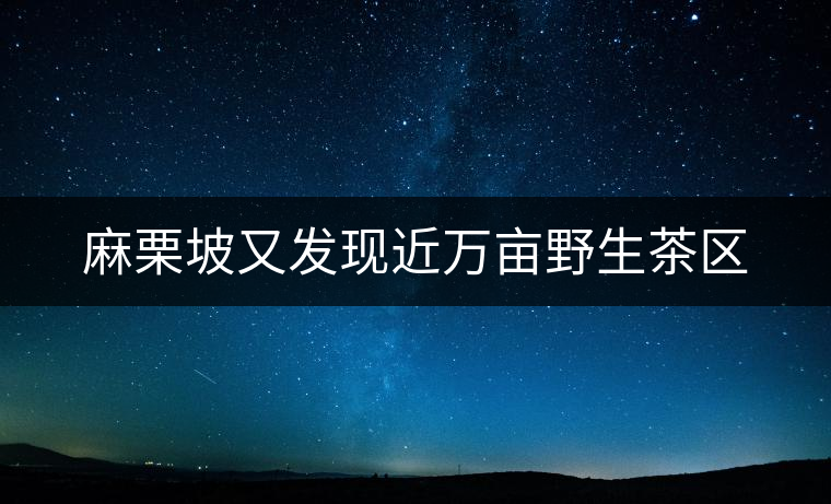 麻栗坡又發(fā)現(xiàn)近萬畝野生茶區(qū)