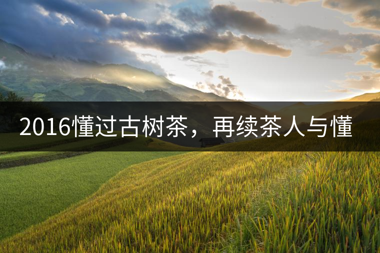 2016懂過古樹茶，再續(xù)茶人與懂過的故事