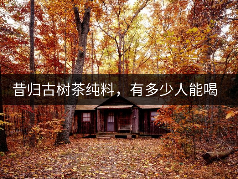 昔歸古樹茶純料，有多少人能喝到真品