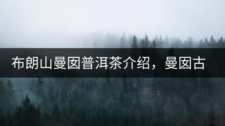 布朗山曼囡普洱茶介紹，曼囡古樹茶口感特點(diǎn)