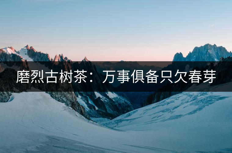 磨烈古樹(shù)茶：萬(wàn)事俱備只欠春芽