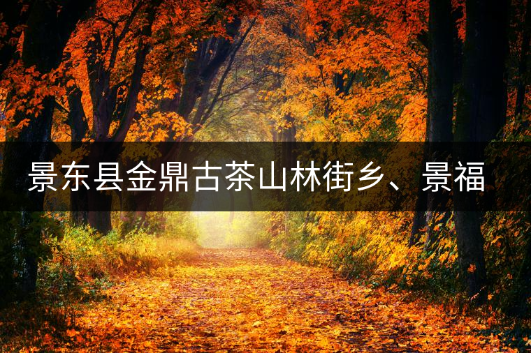 景東縣金鼎古茶山林街鄉(xiāng)、景福鄉(xiāng)、東鎮(zhèn)普洱茶