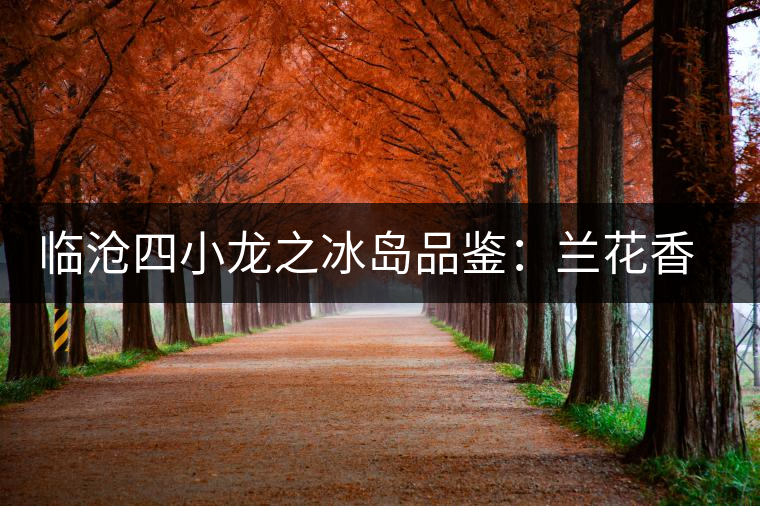 臨滄四小龍之冰島品鑒：蘭花香，冰糖甜