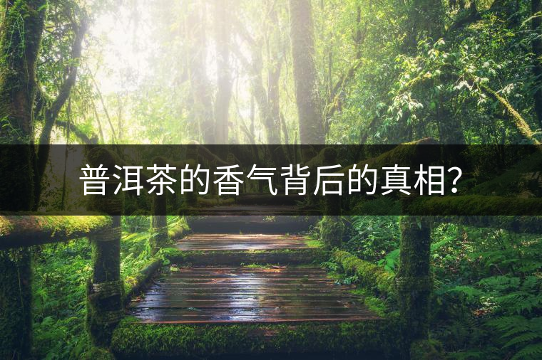 普洱茶的香氣背后的真相？