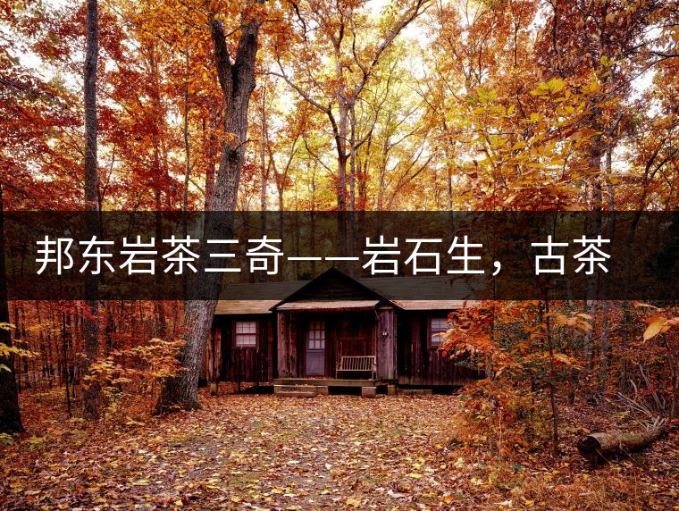 邦東巖茶三奇——巖石生，古茶韻，原野香