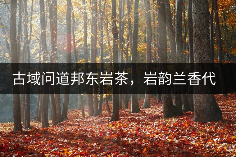 古域問道邦東巖茶，巖韻蘭香代表邦東古樹茶特點