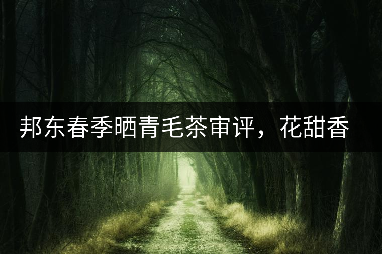 邦東春季曬青毛茶審評，花甜香高揚甘爽潤滑