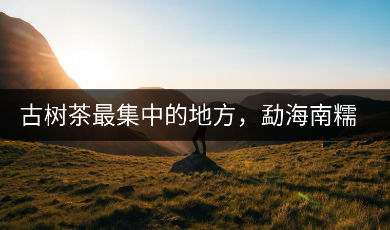 古樹茶最集中的地方，勐海南糯山古茶山介紹