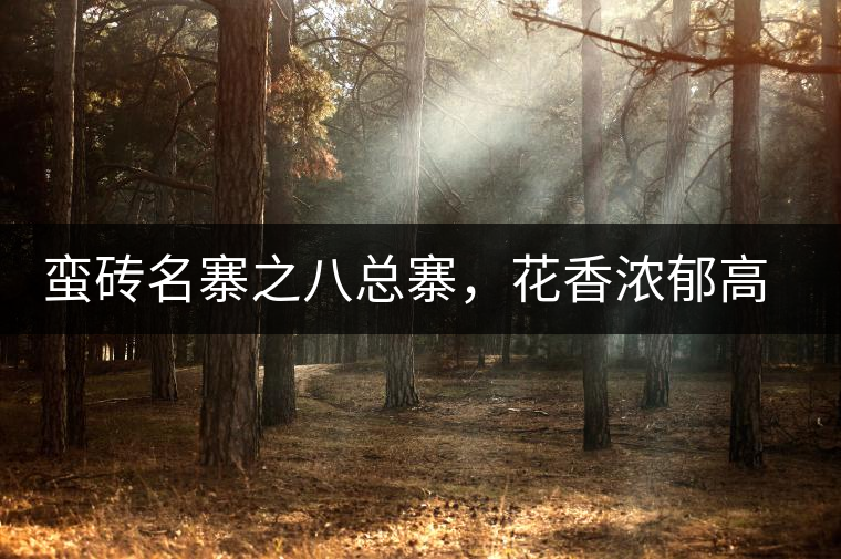 蠻磚名寨之八總寨，花香濃郁高揚(yáng)