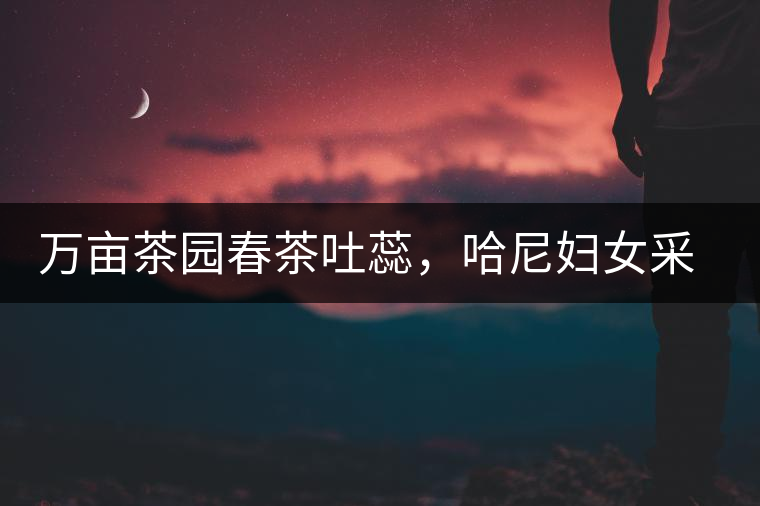 萬畝茶園春茶吐蕊，哈尼婦女采茶忙