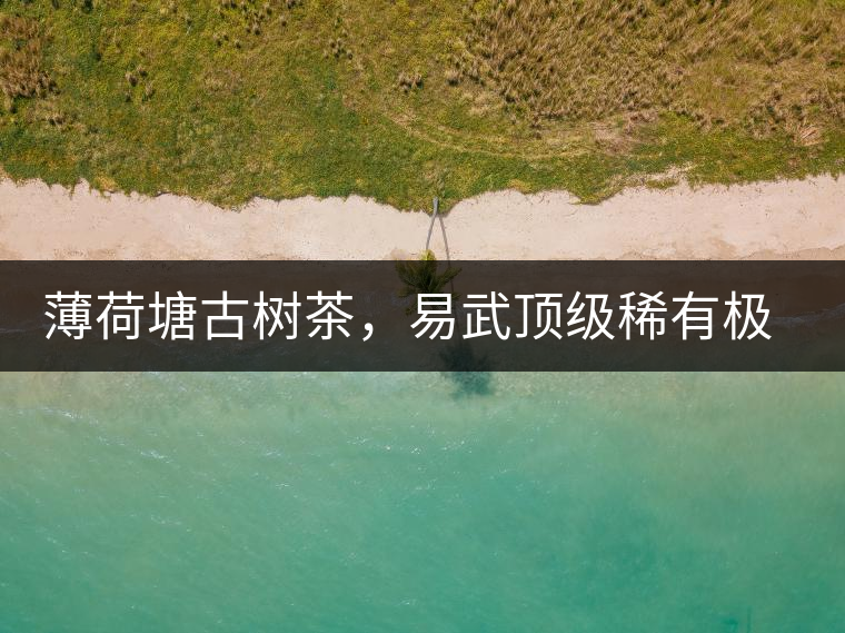 薄荷塘古樹茶，易武頂級稀有極品